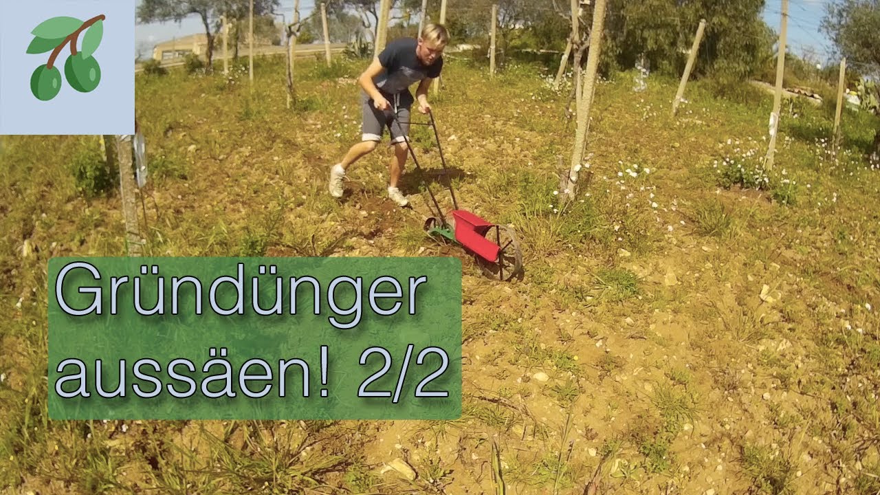 🌾 Zwischenfrucht säen | Ölrettich, Blaue Lupine, Luzerne-Rotklee-Gras