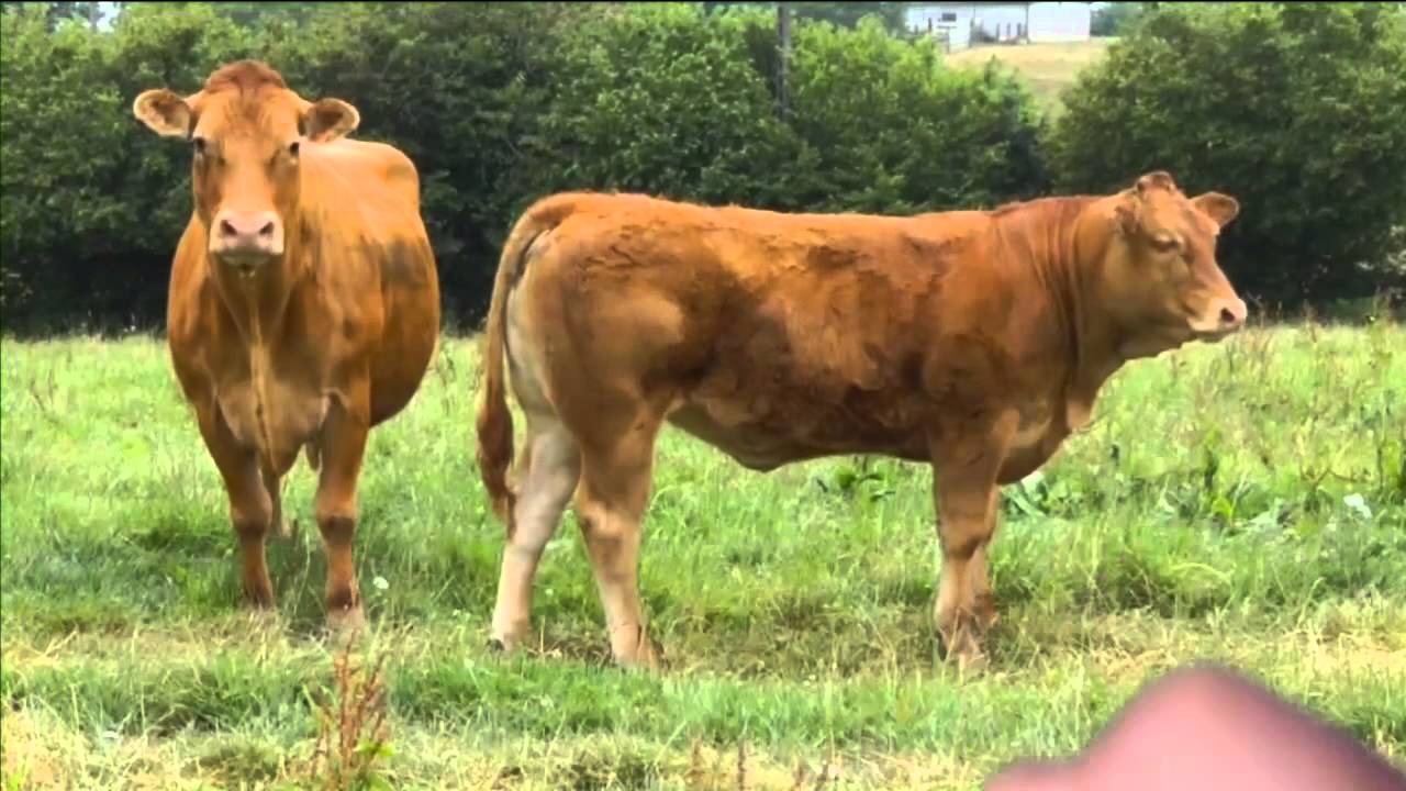 Le photo pointage, un projet R&D de Bovins Croissance
