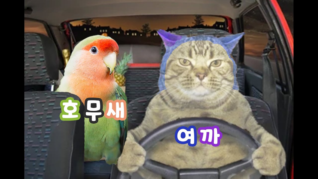 [역영상] 앞을 못보는 고양이, 말을 못하는 새