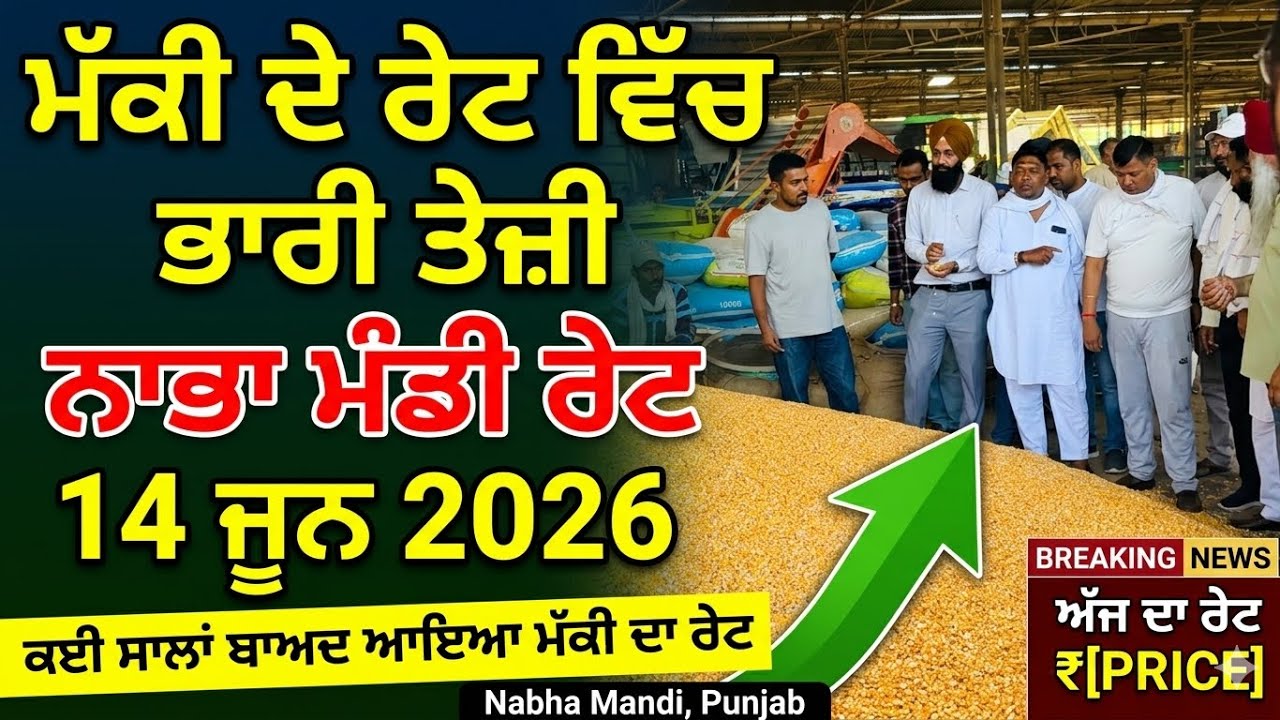 ਮੱਕੀ ਬੋਲੀ ਨਾਭਾ ਮੰਡੀ 14 ਜੂਨ 2026 । ਰੇਟ ਵਿੱਚ ਰਿਕਾਰਡ ਤੋੜ ਤੇਜ਼ੀ । today rate makki | ਮੱਕੀ ਰੇਟ ਅੱਜ ਦਾ 