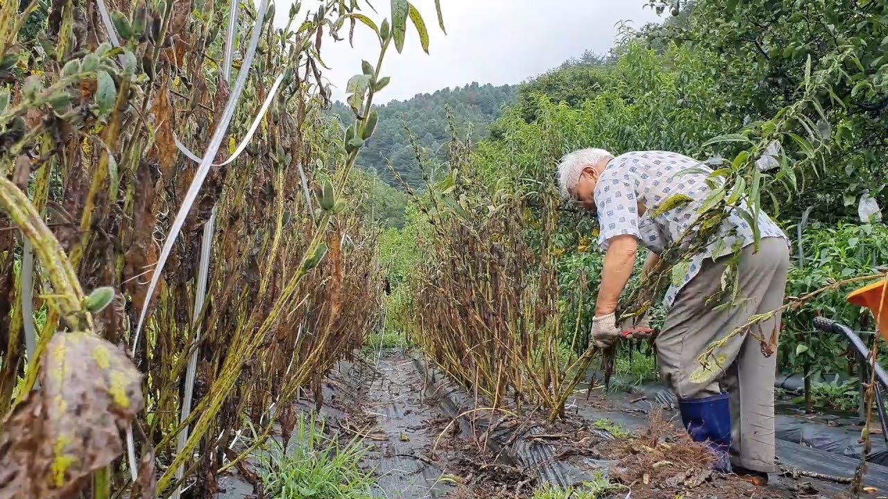 Картофельный суджеби с кунжутом для щедрого летнего дня в корейской деревне