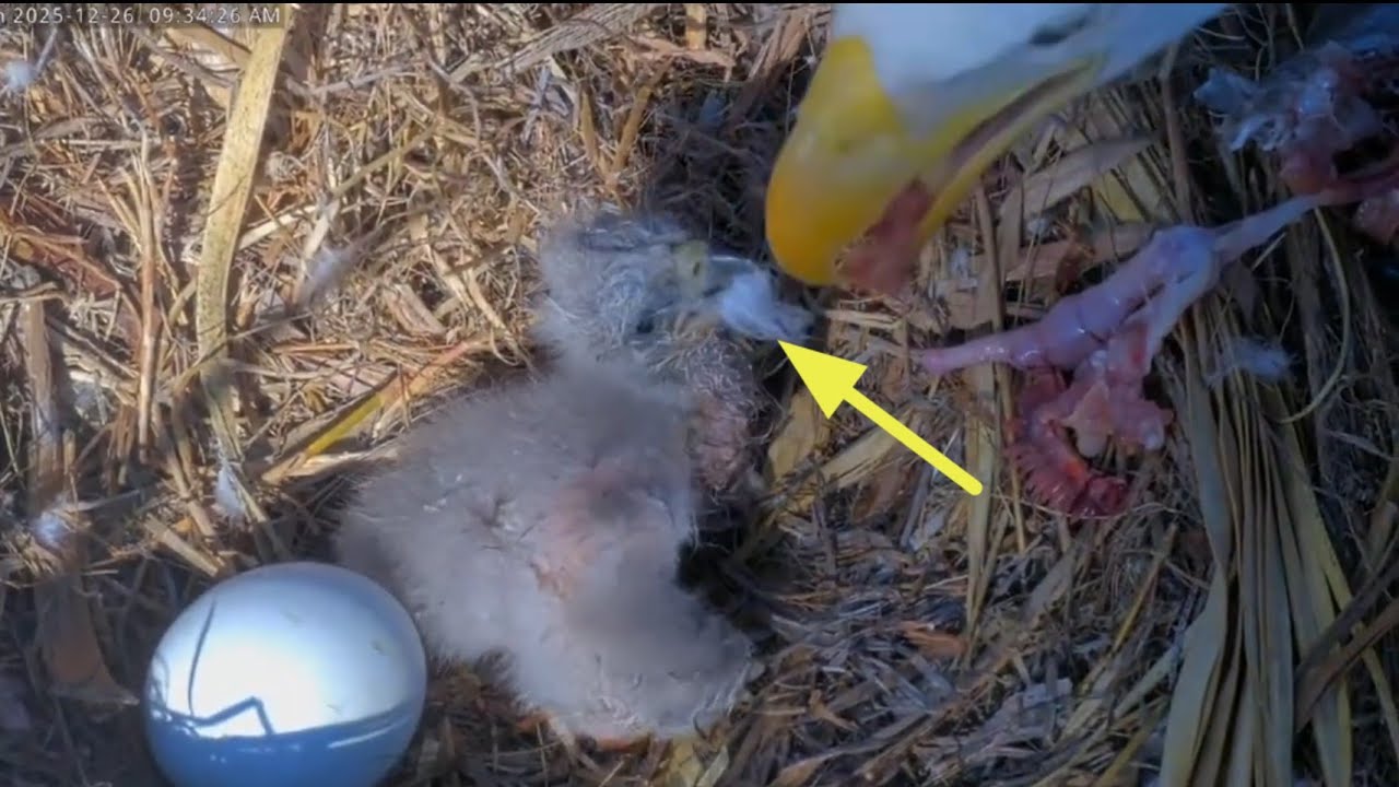 CE14 swallows a downy feather before eating fish | Captiva Eagle Cam | Dec 26, 2025