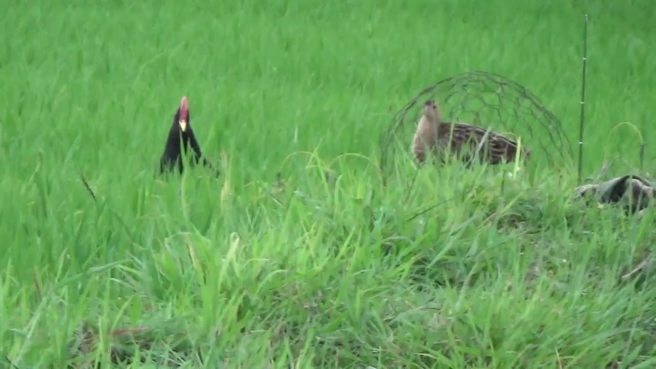 bẩy cúm núm bằng mồi mái