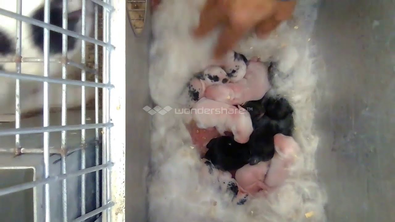 مزرعة ارانب صغيرة  بمعدات بسيطة و النتائج جيدة