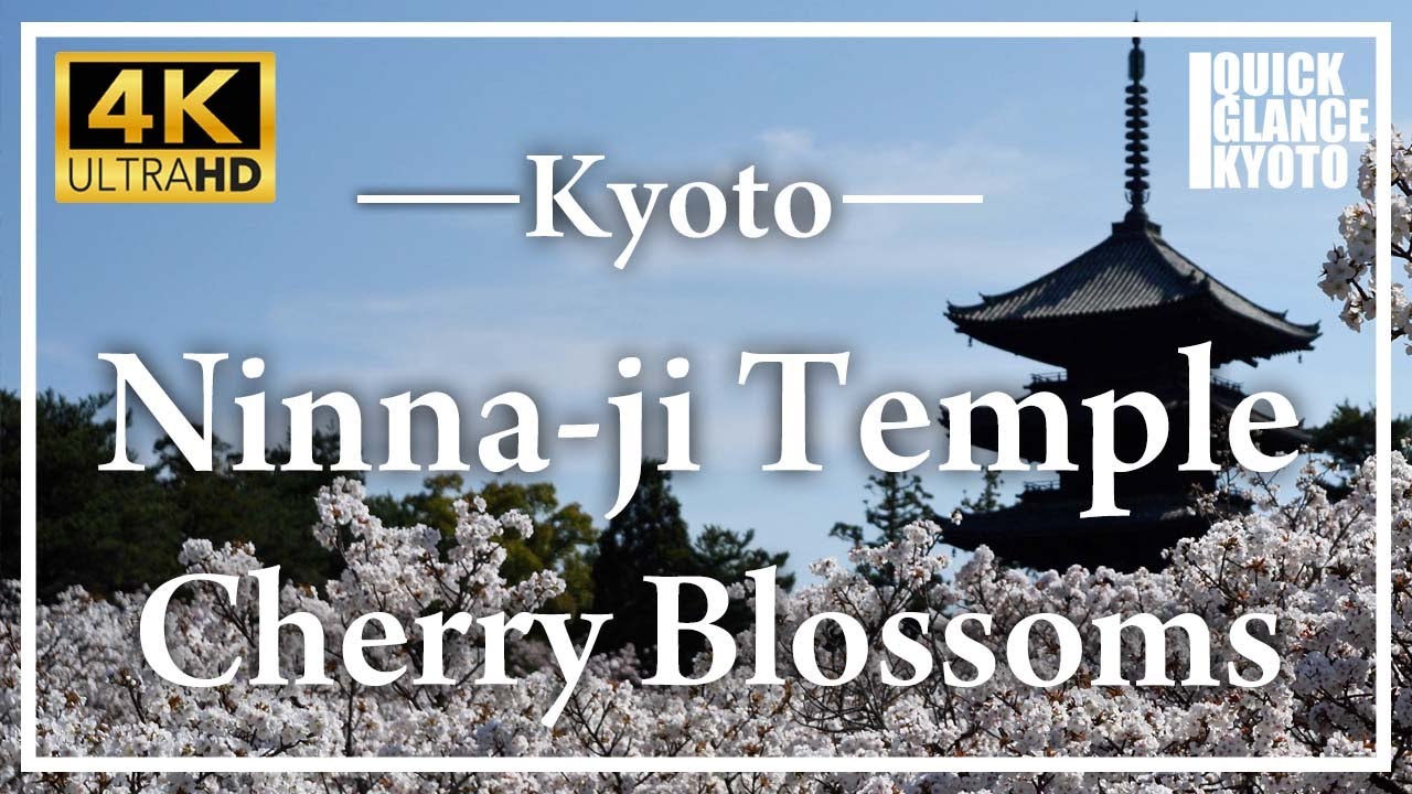 Ninnaji Temple: World Heritage Site. Enjoy the Omuro-zakura cherry blossoms in full bloom. [No.312]