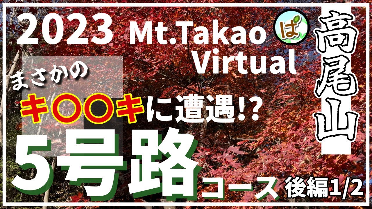[4K]【東京都 高尾山 2/3】キツツキと遭遇した希少映像！？｜ 4K60FPS 2023.12.9
