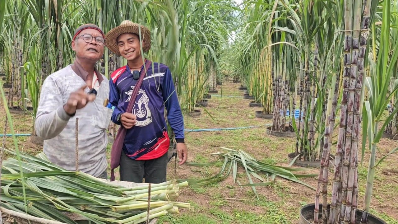 พื้นที่ 1 ไร่ทำมา 1 ปี มีรายได้ 180,000 บาท ทำแบบไหน!! #มีให้เห็นทุกขั้นตอน