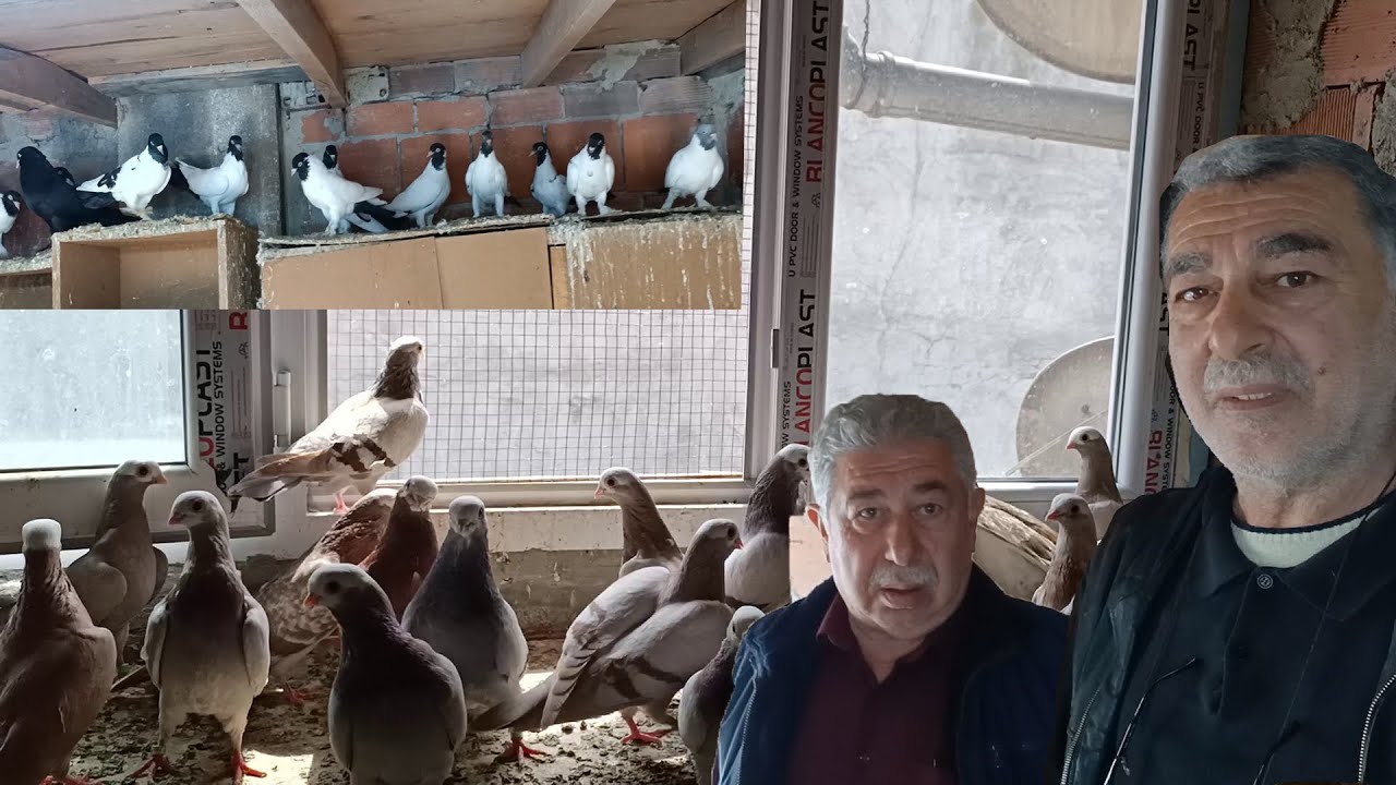 55 YILLIK KUŞÇU KARDEŞLERİN GÖRMEYE DEĞER KELEBEK BASKA GÜVERCİNLERİ !!