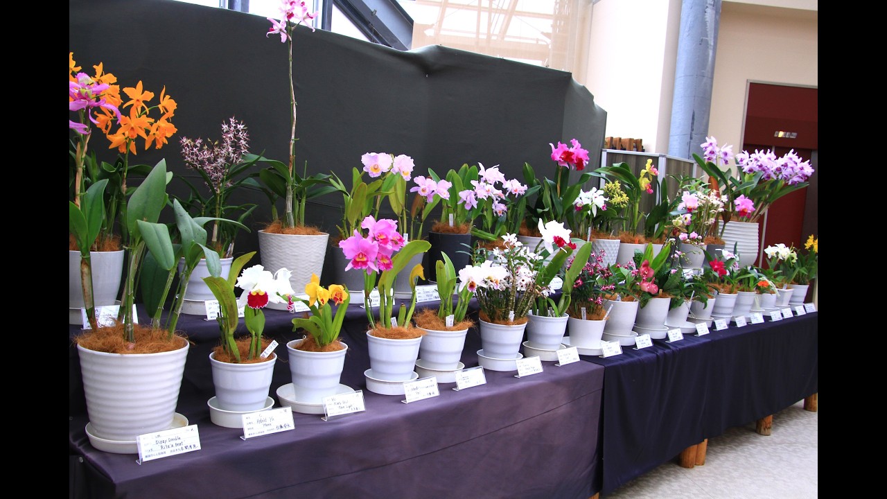新潟県立植物園で特別展示・洋ラン展