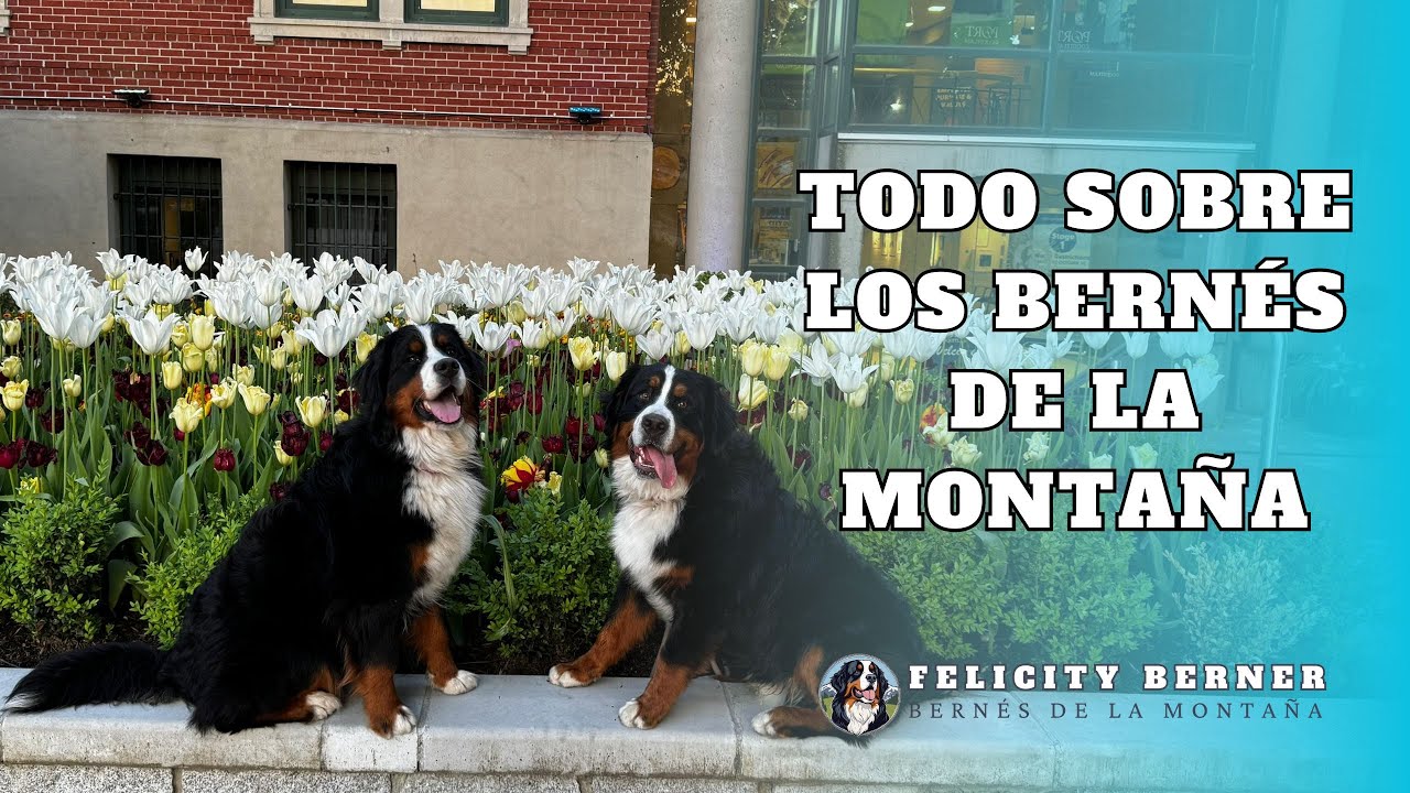 Bernés de la Montaña | ¿Esta raza es para ti? 🐶 | Historia y características del Boyero de Berna
