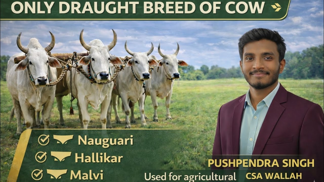 # Draught breed of cow #Basic characteristics #Animal husbandry #upcatet #upboardexam #icar#cuet