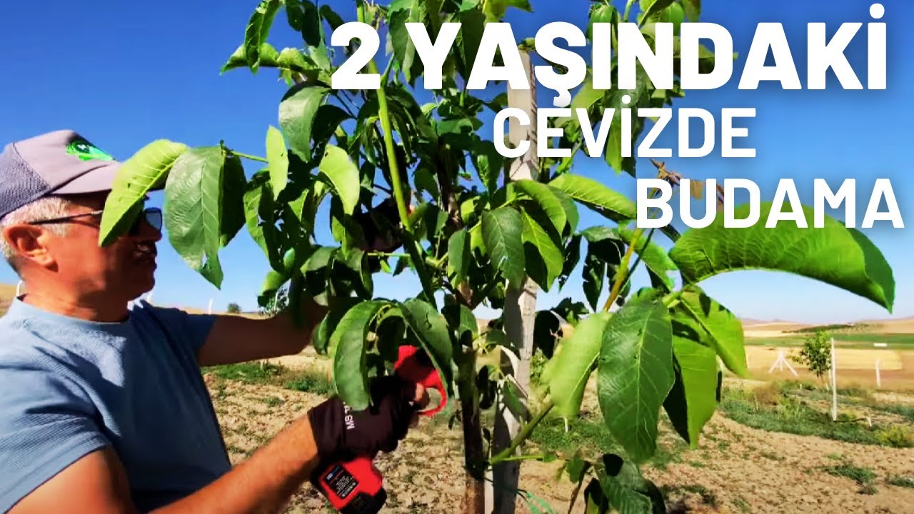 2. Yaş Cevizde Yaz Budaması