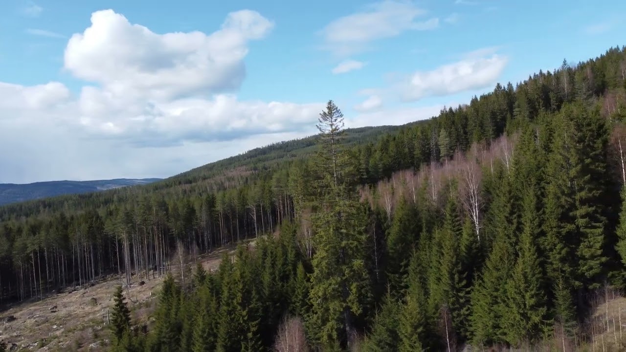 Kjempegran i Nord-Odal