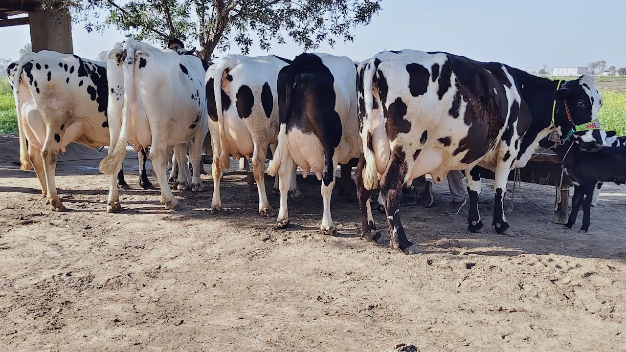 Top class cow | Friesian chulstani cross cow for sale | 17/02/2028