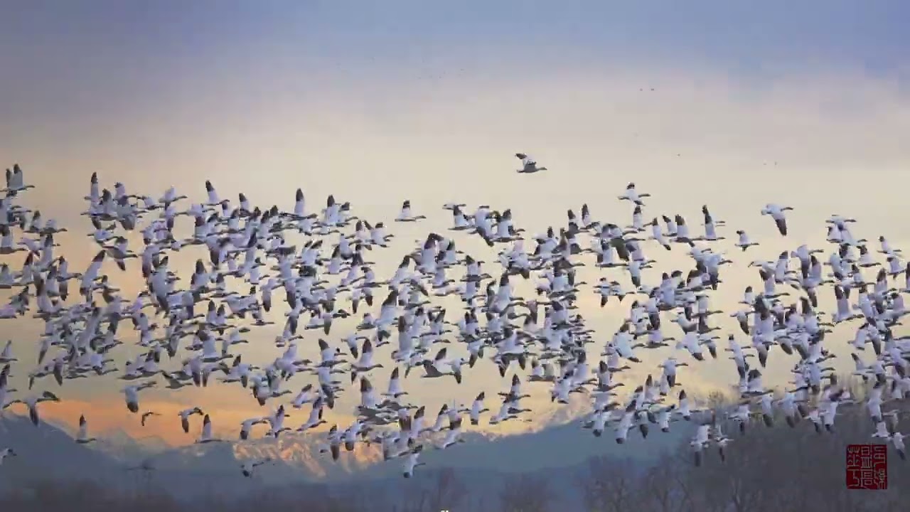 Snow Geese at Delta BC ||4K Video