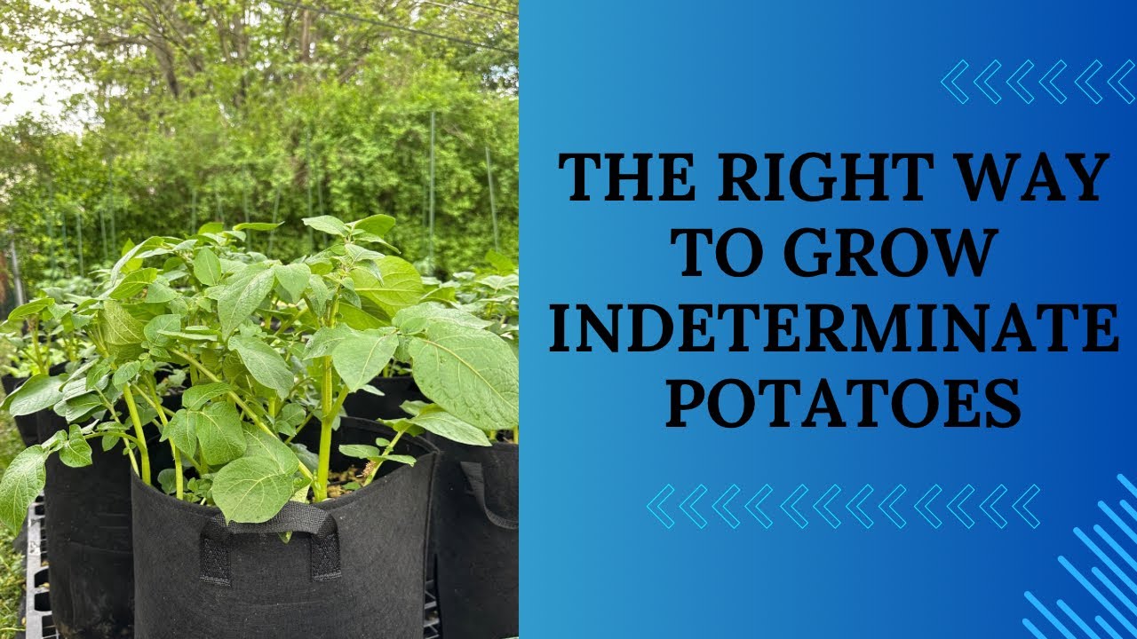 The Right Way to Grow Indeterminate Potatoes!