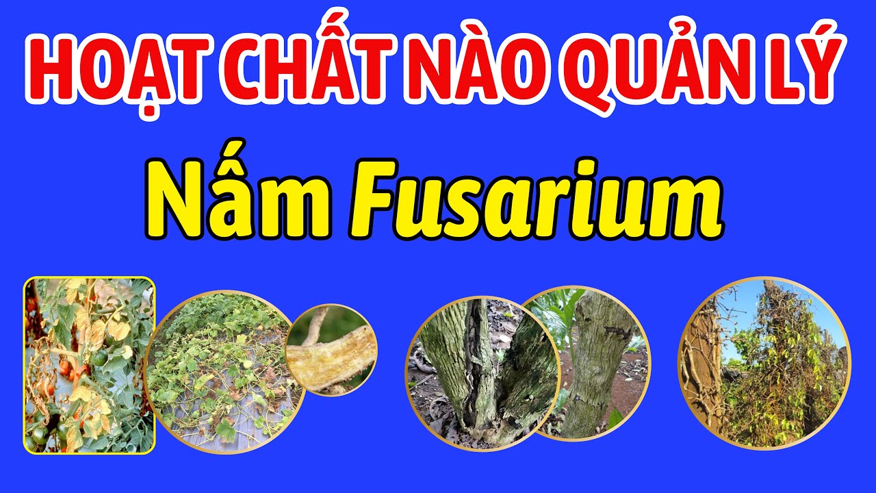 Hoạt chất nào quản lý nấm Fusarium |Bệnh nứt thân cà phê, chết chậm hồ tiêu, héo vàng/héo rũ rau màu