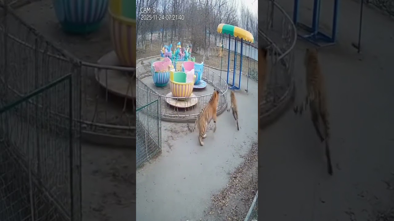 Two Tigers Playfully Smashing Park Facilities On Monitor Screen