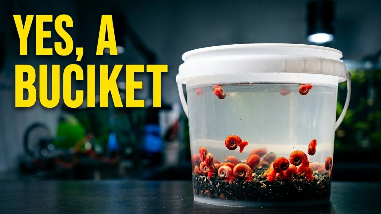 How to Care for Red Ramshorn Snails - Easy Setup and Feeding Tips