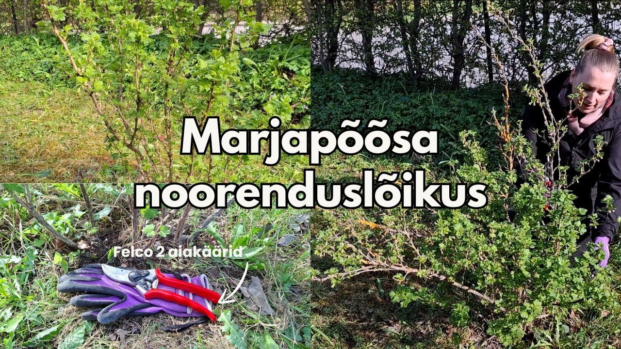 Marjapõõsa noorenduslõikus 👩‍🌾|| Millal on sobiv aeg? Millised oksad eemaldada ja kuidas lõigata? 🏡