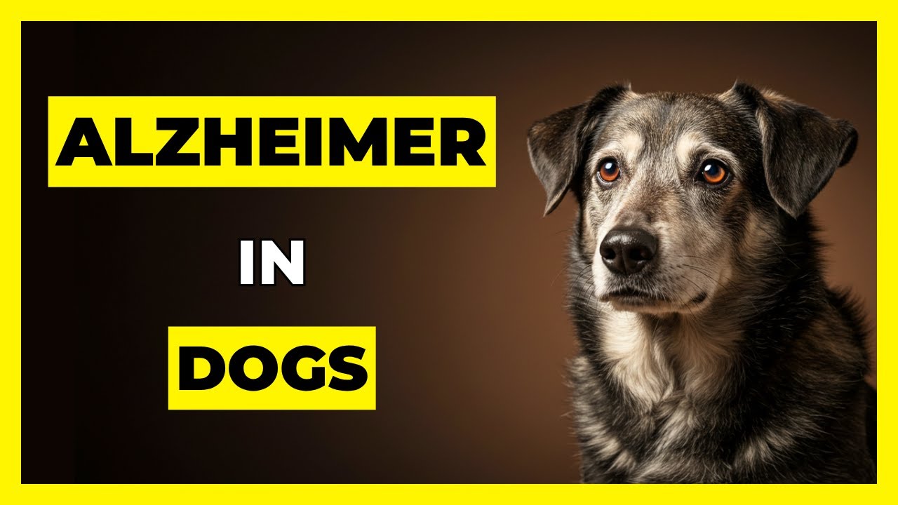Dogs Over 7? Watch for These 5 Signs of Canine Dementia