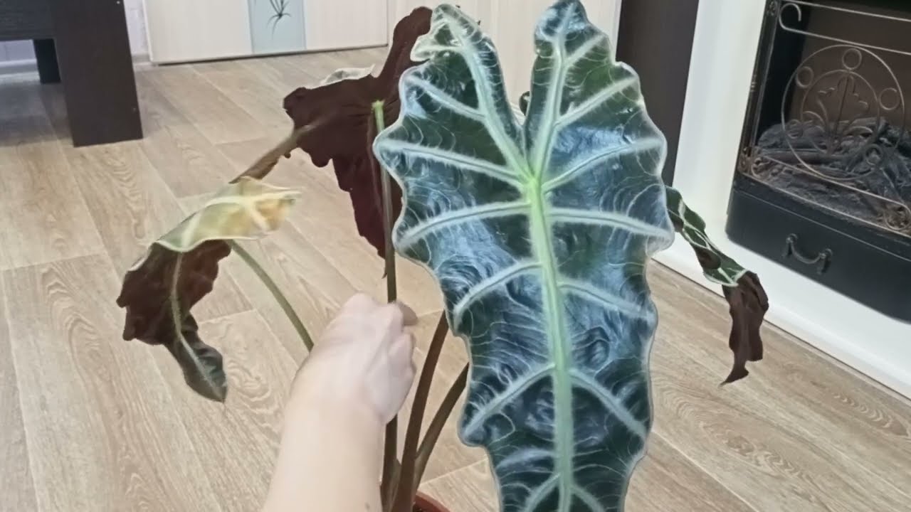!!!Экстренная пересадка!!! Алоказия Полли
