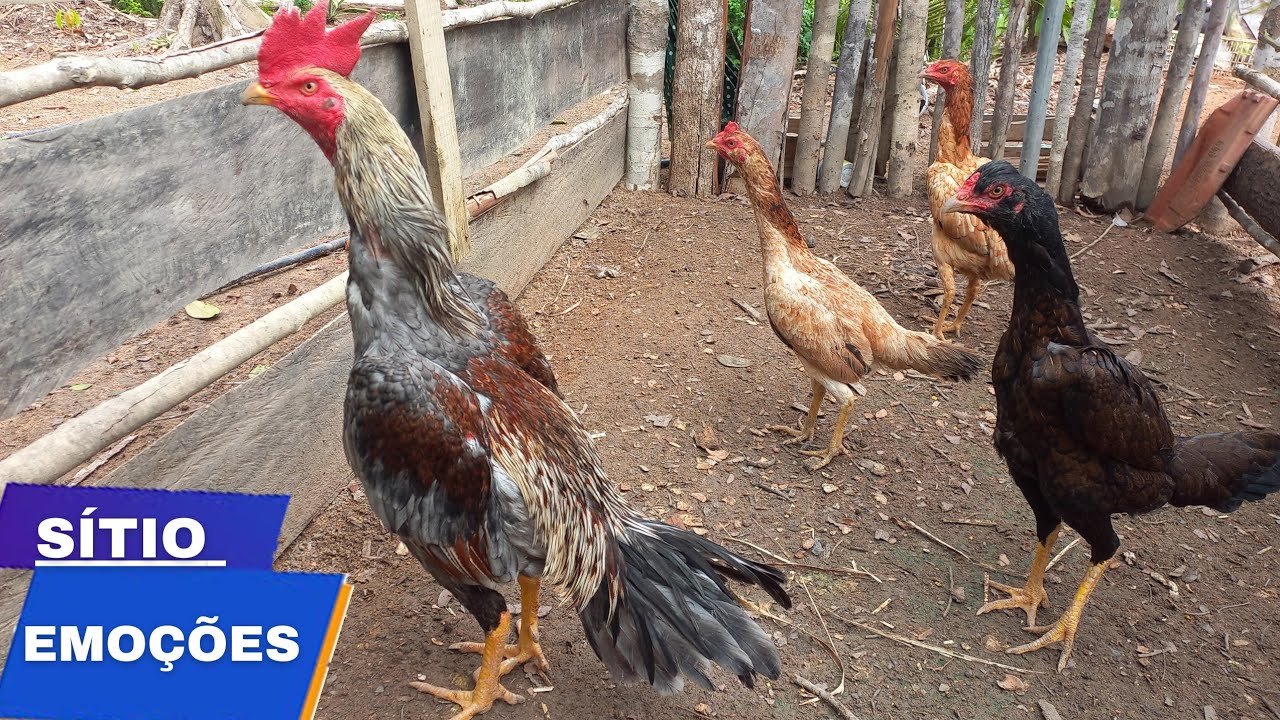 galinhas e galo combatente, raça bode da Bolívia 2023