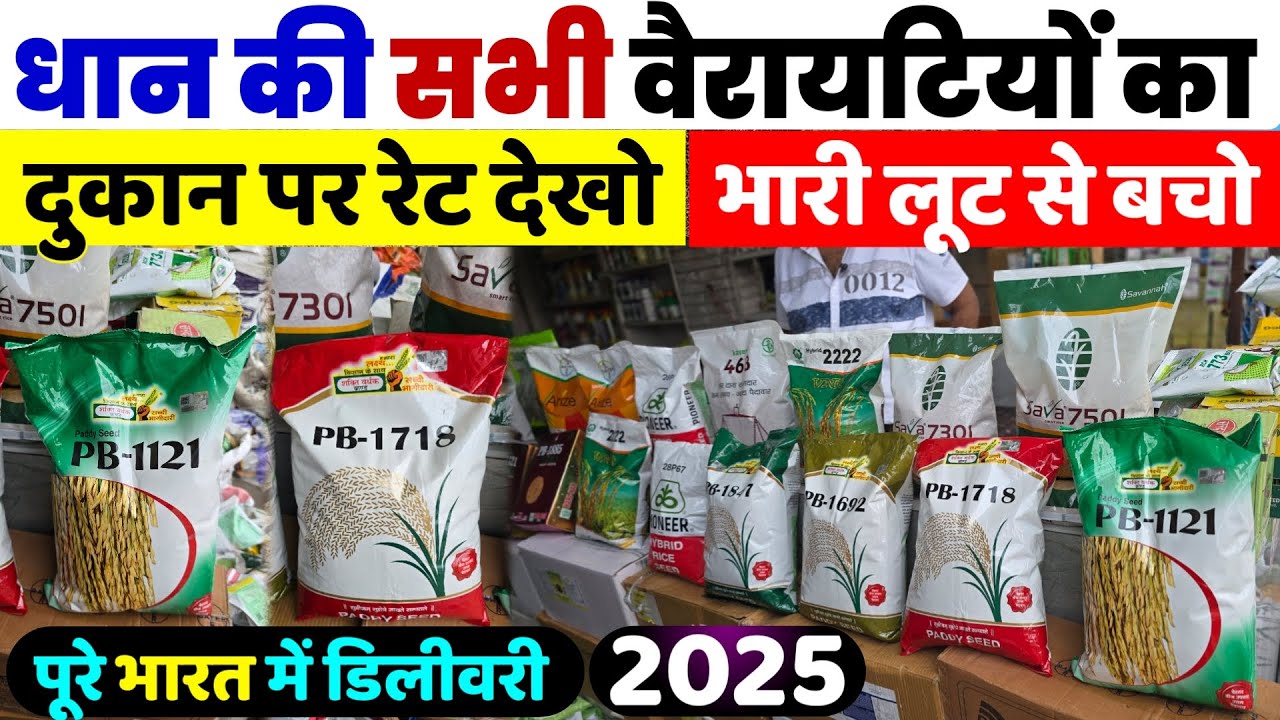 धान की सभी वैरायटियों का नया रेट | दुकान पर रेट देखो | dhan ki kheti | dhan ki top veriety | rate