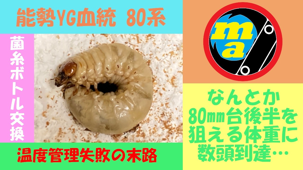 【オオクワガタ：能勢YG血統】80系 菌糸ボトル交換 3本目→4本目 前回の菌糸交換時に体色の白かった幼虫達はどうなったのか… 80mm後半を狙える体重へ成長していることを期待しつつ菌糸ボトルを交換！