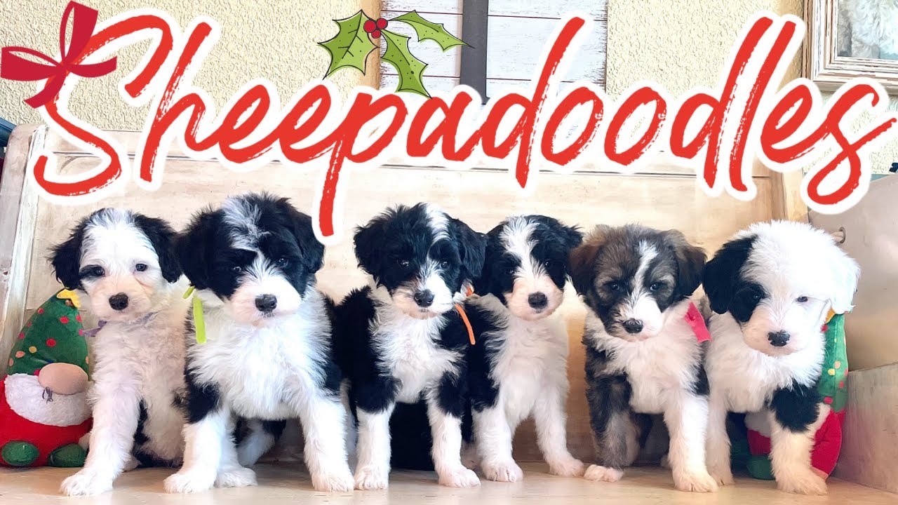 Sheepadoodle Puppies || Poppins & Banks || Christmas Puppies || #SheepadoodlepuppiesAvailable