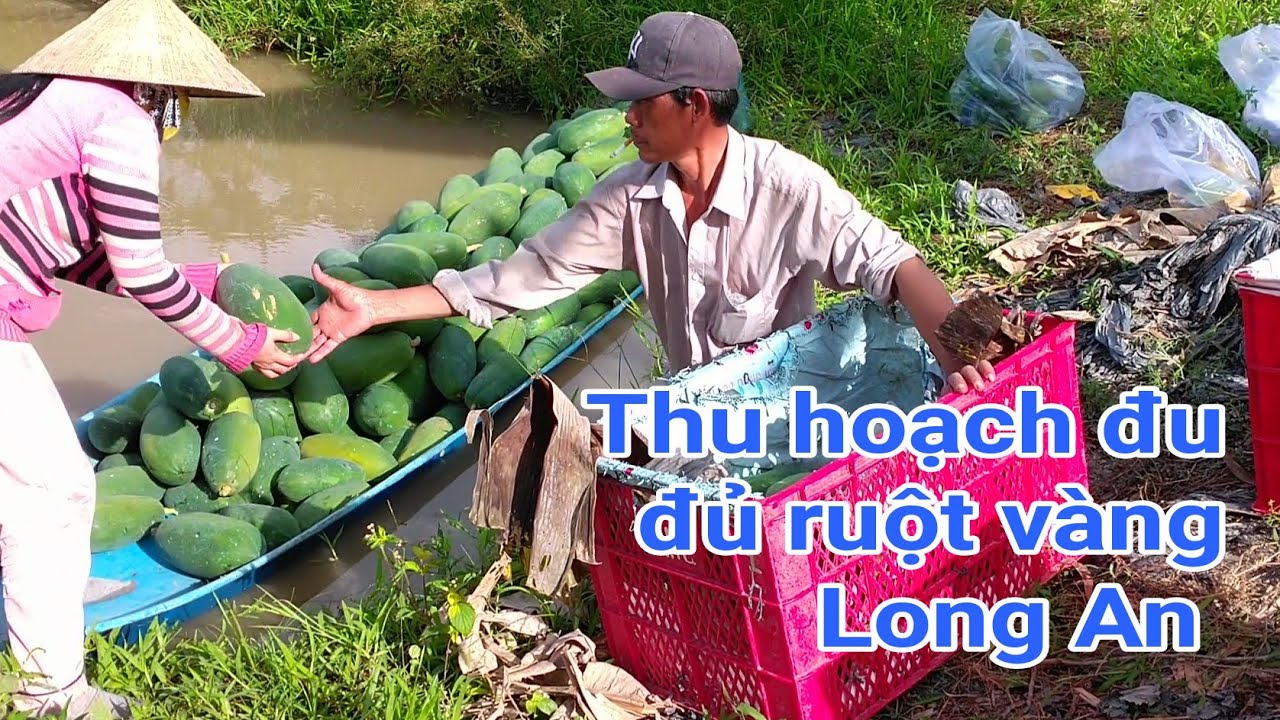 Kỹ thuật trồng đu đủ: P35-Giai đoạn thu hoạch