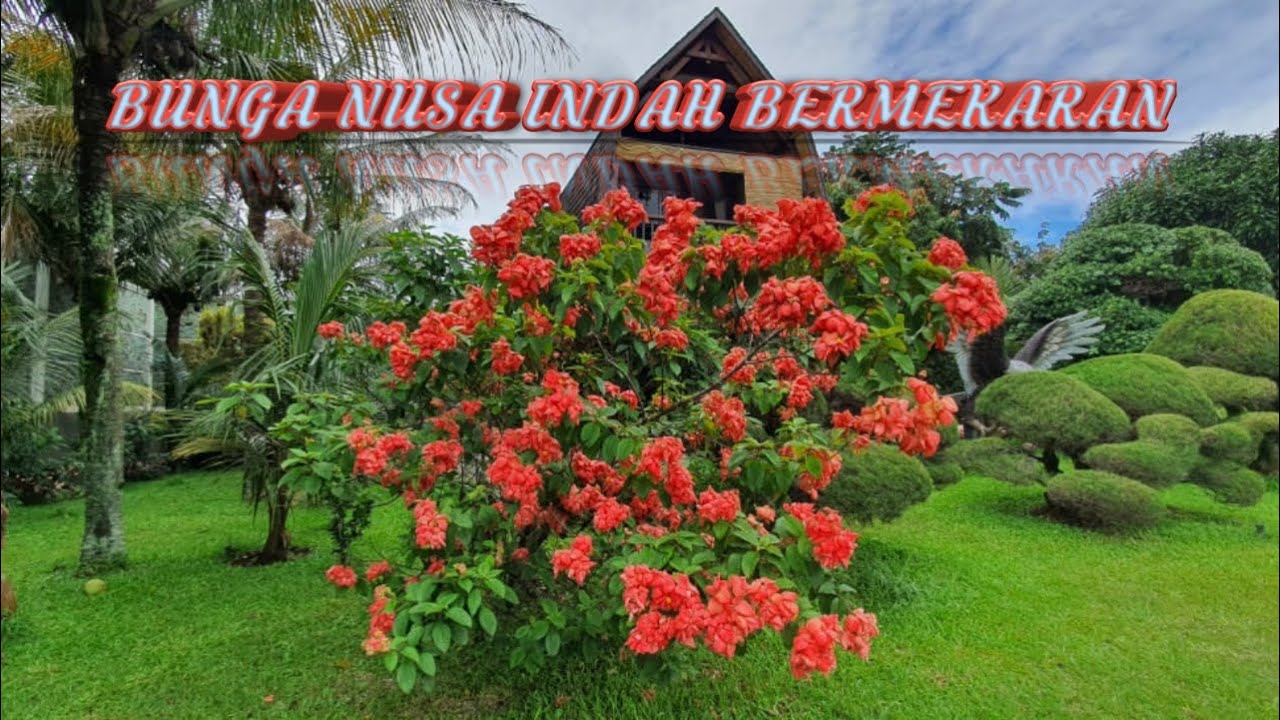 Bunga Nusa Indah Merah Mekar semarak di musim hujan | BUTANI CHANNEL
