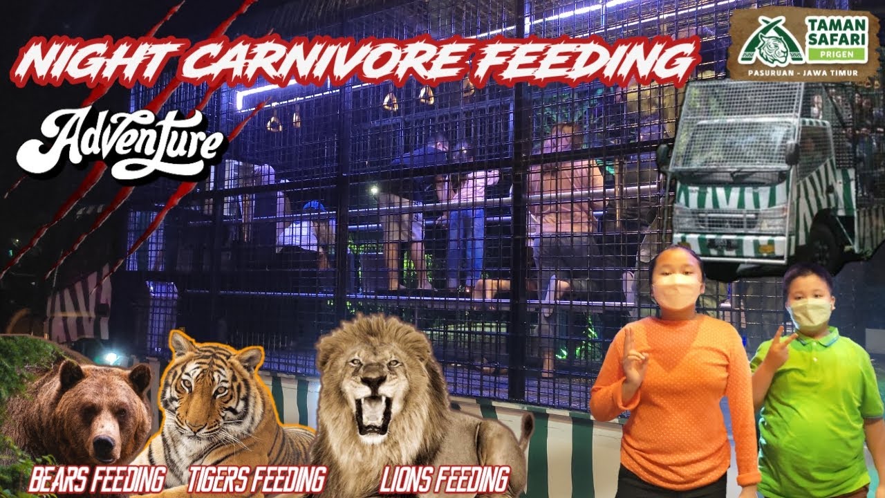 Suara Singa Mengamuk Waktu Night Carnivore Feeding || Taman Safari || BAOBAB SAFARI RESORT