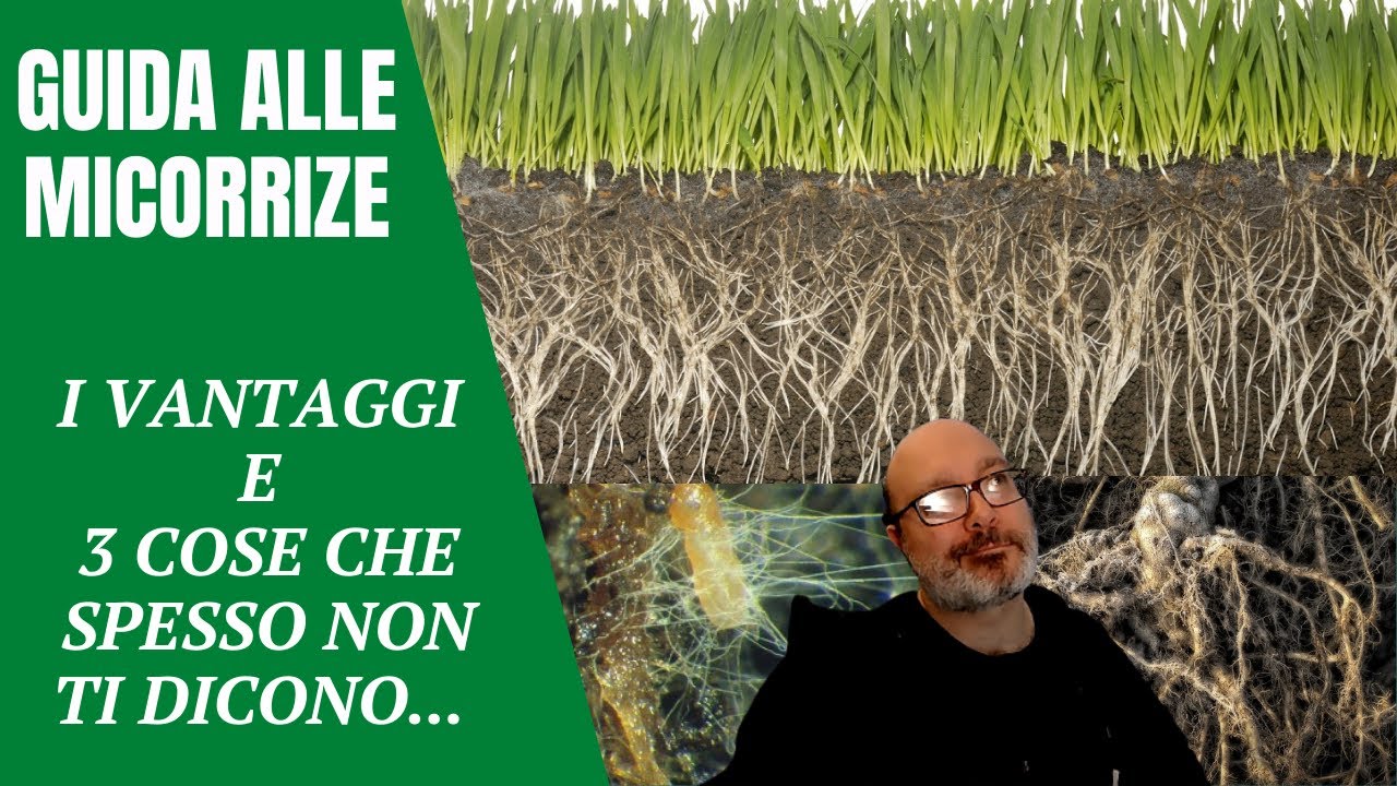 Le Micorrize parte 1: I vantaggi e tre cose che spesso non ti dicono