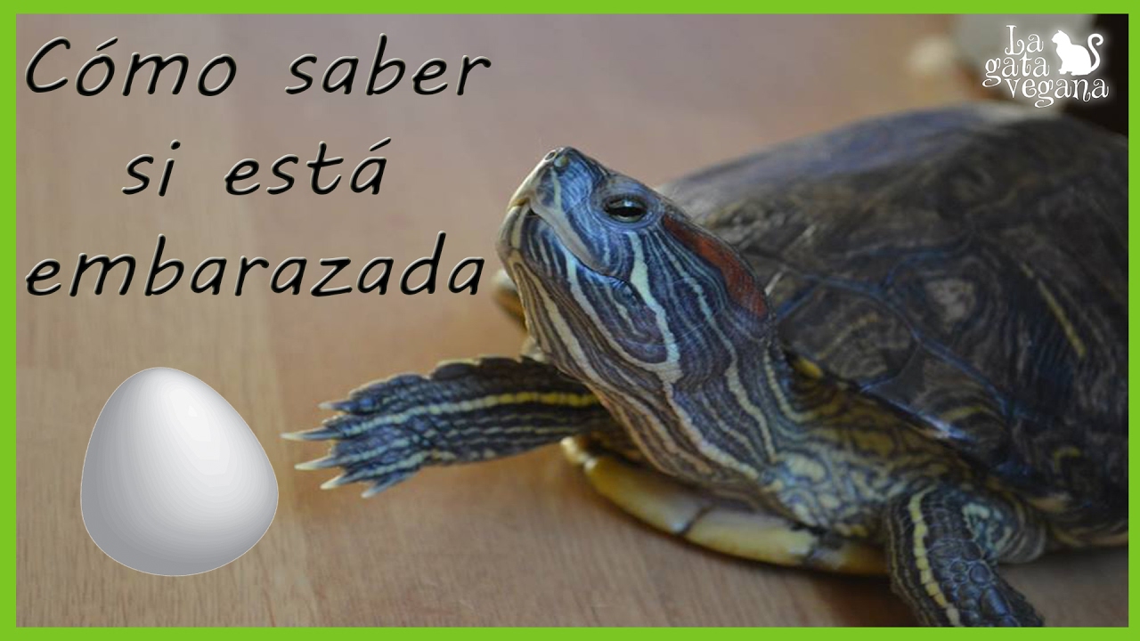 TORTUGAS: RETENCIÓN DE HUEVOS Y SABER SI LLEVA HUEVOS DENTRO | TIPS TORTUGAS DE TIERRA Y DE AGUA |