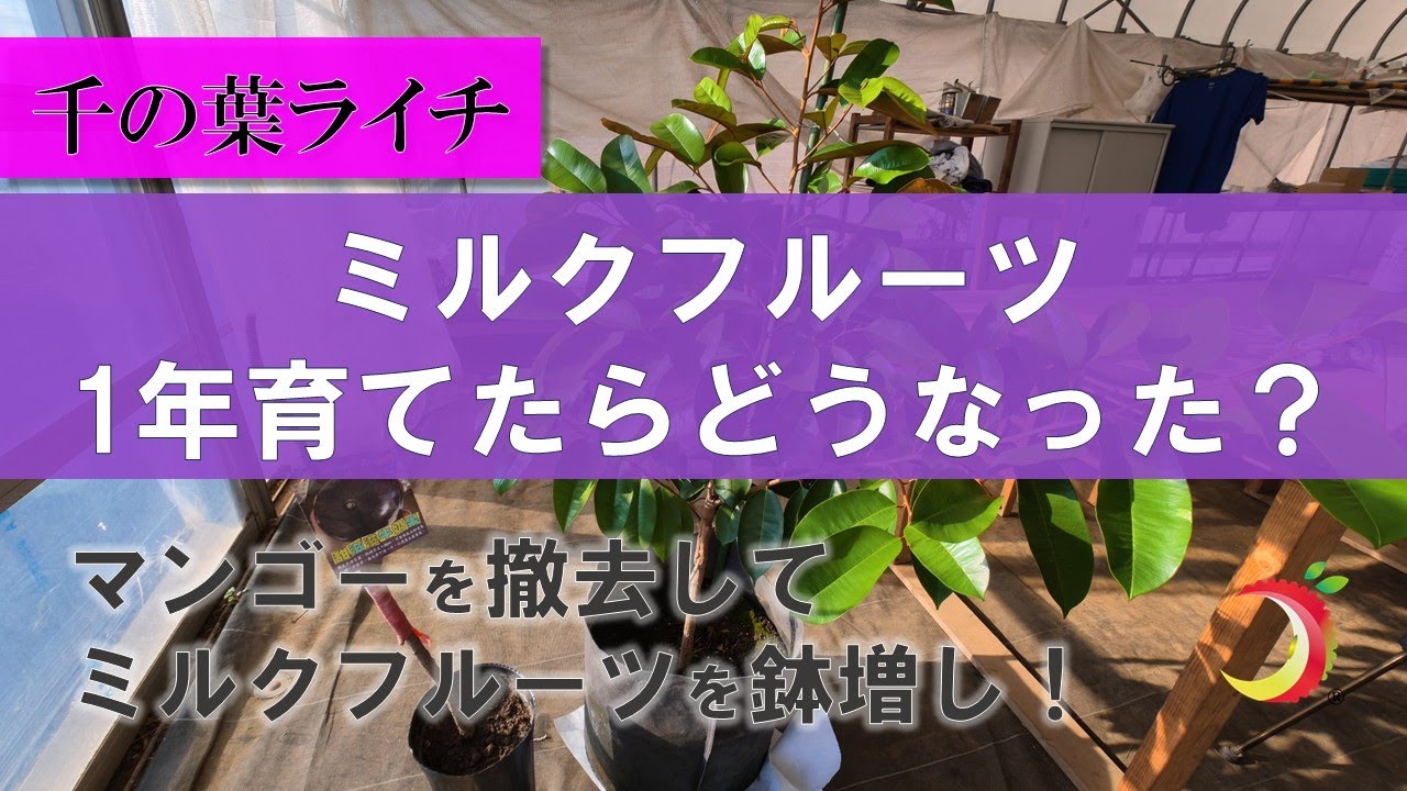 【ミルクフルーツ（スターアップル）】1年育てたらどうなった？