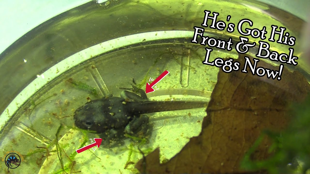 The Dart Frog Tadpole is Getting HUGE and Starting to Morph Out! 🐸