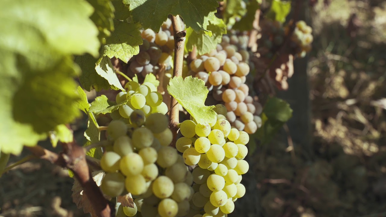 ORIGINS - Sauternes et Barsac