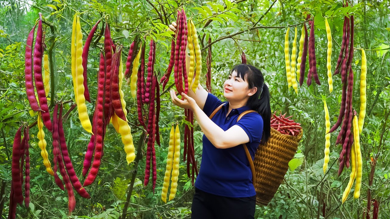 Harvest Red Green Bean, goes to the market to sell - Harvesting and Cooking |Tieu Vy Real Life