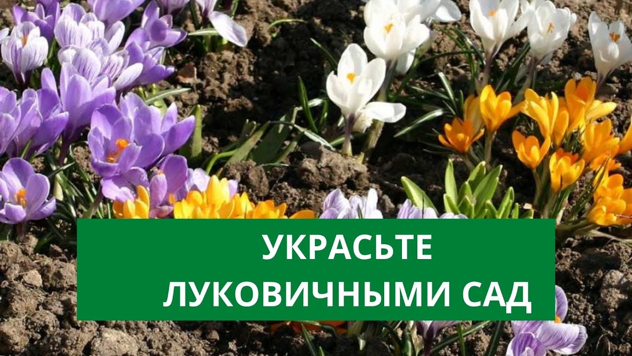ЛУКОВИЧНЫЕ КУЛЬТУРЫ: ОБЗОР И ПРАВИЛА УХОДА | Фирма Рости