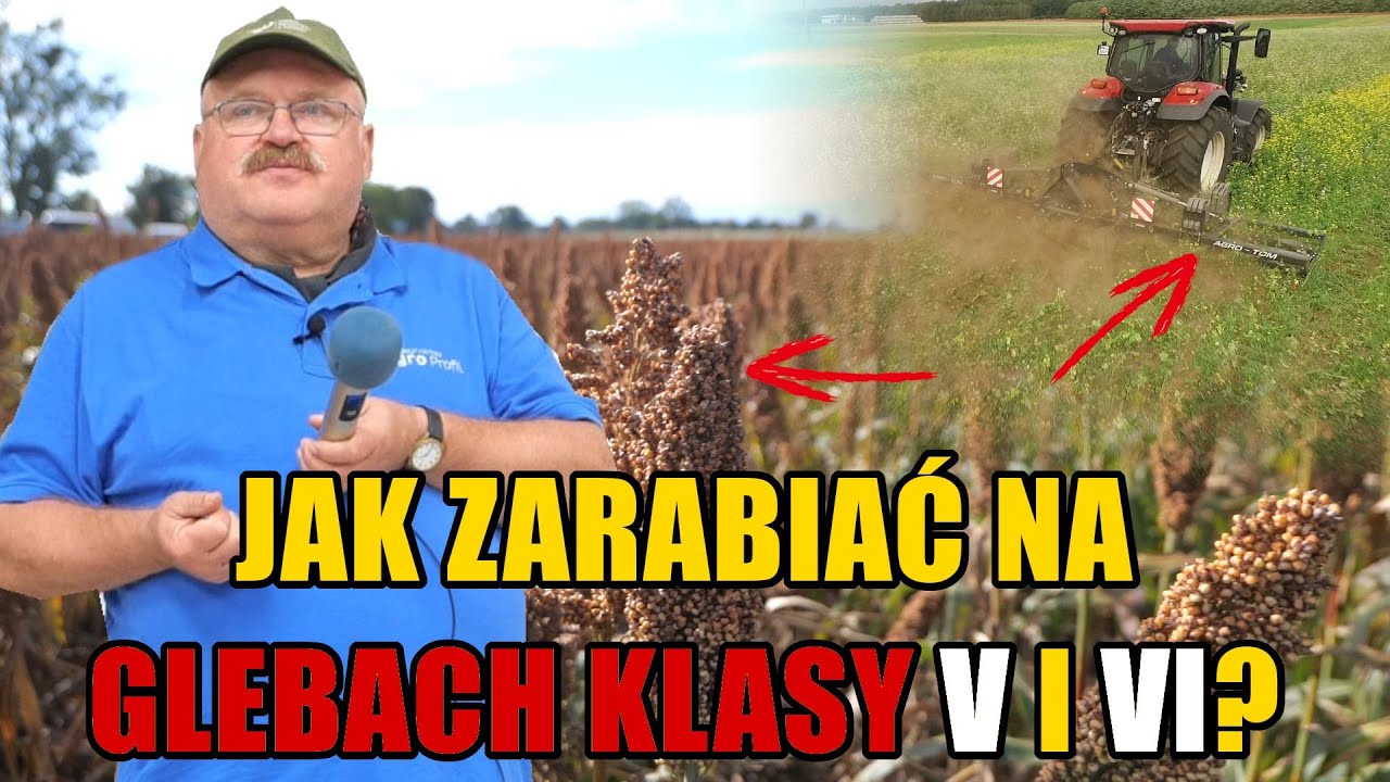 Sorgo na ziarno i międzyplony sposobem na uzyskanie dobrego dochodu na słabej glebie!