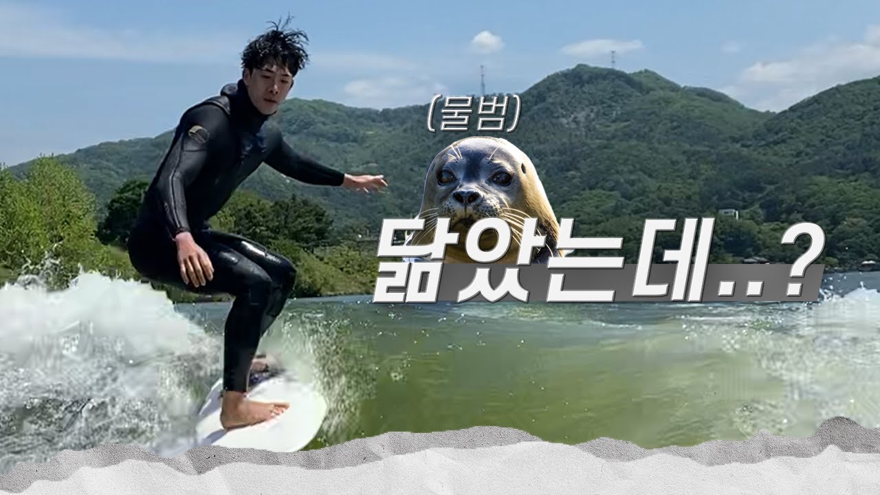 물에서 노는 거는 뭐든 좋아..🦭🏄