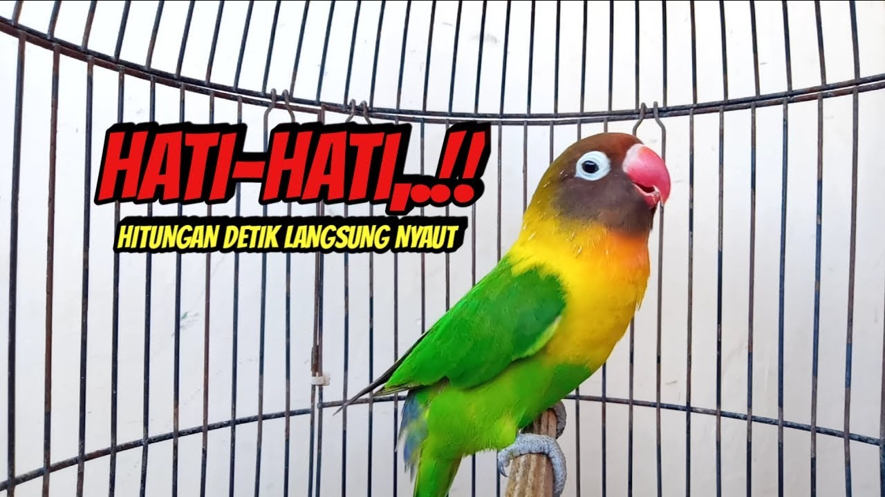 Lovebird Gacor NGEKEK PANJANG PANDAI Bikin BUNYI, Putar Saja Pasti Langsung NYAUT