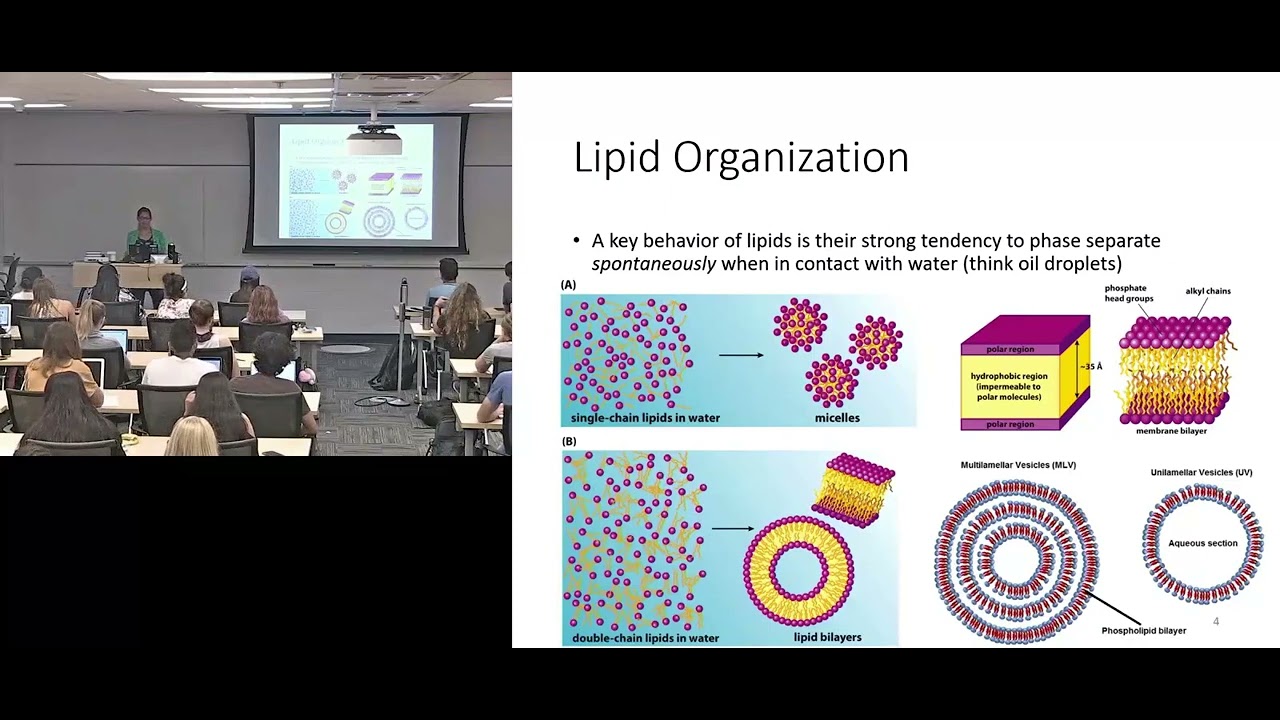 Lipids & transmembrane protein video recap (new visuals and new discussion Qs) pt 1