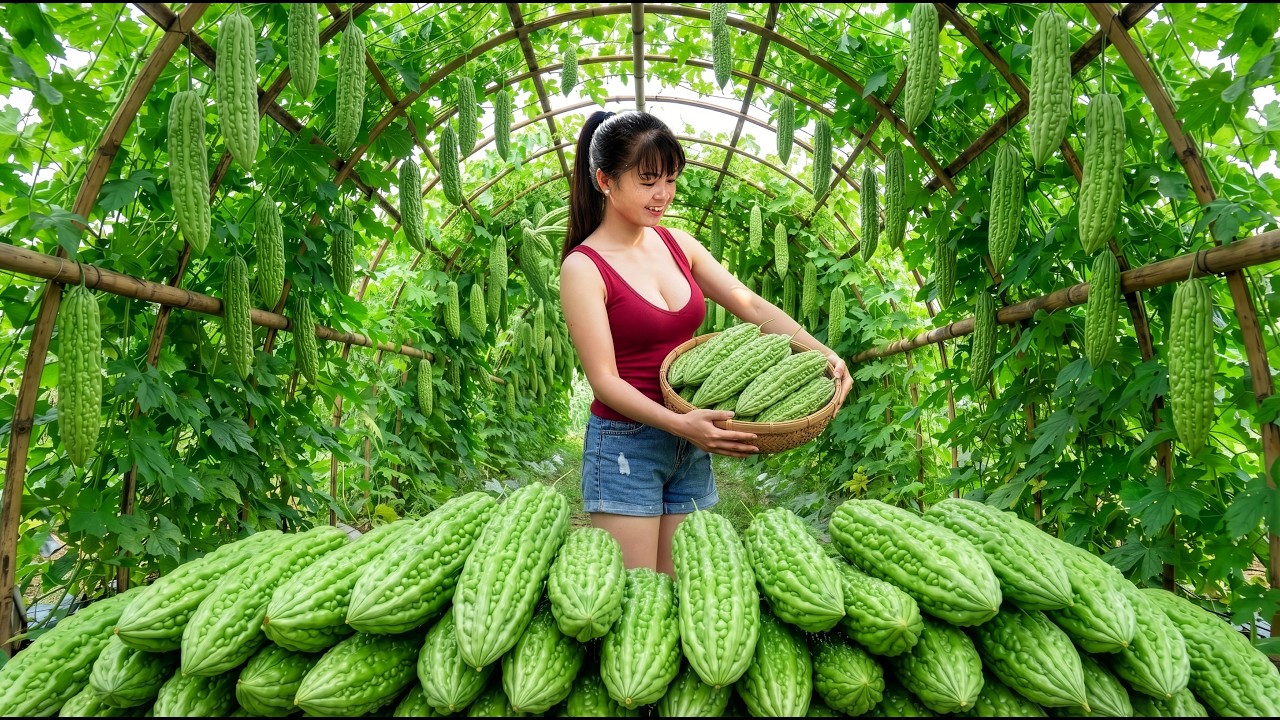 [TIMELAPSE] -- 136 Days Harvesting A Lot Of Bitter Gourd, Pumpkin Go To Village Market Sell