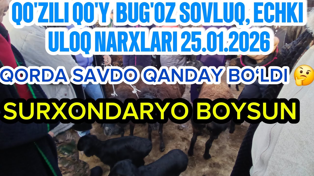 Qo'zili qo'y, bug‘oz sovluq, echki uloq narxlari 25.01.2026 Surxondaryo Boysun mol bozori 