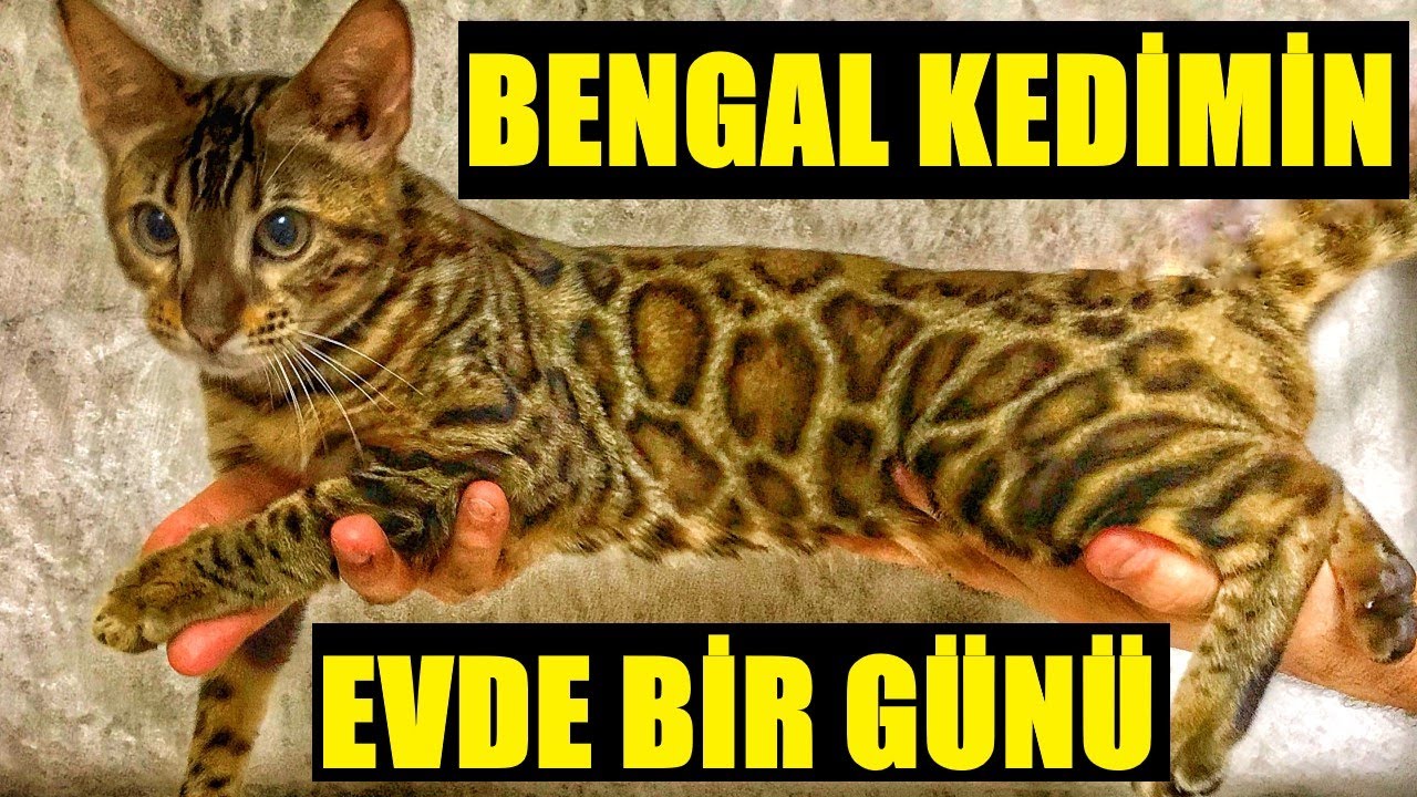KEDİLER BİR GÜNÜNÜ EVDE NASIL GEÇİRİR !! MİNTİK'ĞİN BAKIMI VE TARANMASI.VLOG