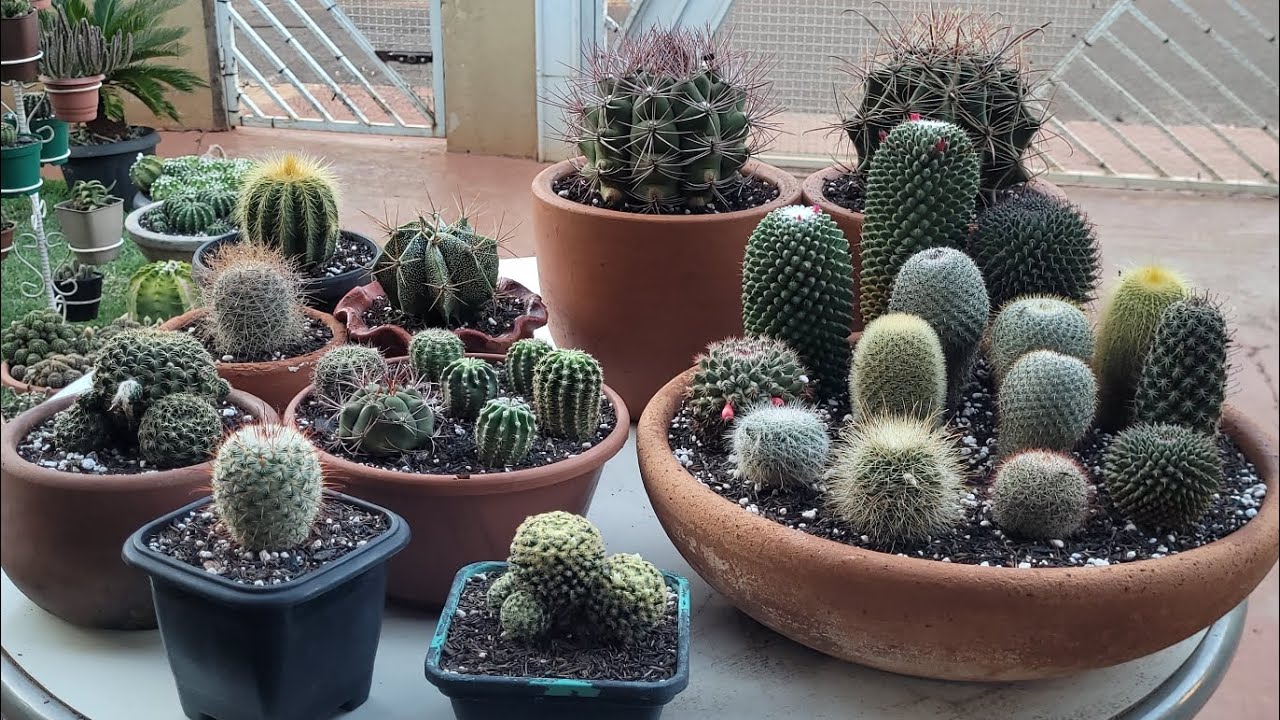 REPLANTE DE CACTOS.