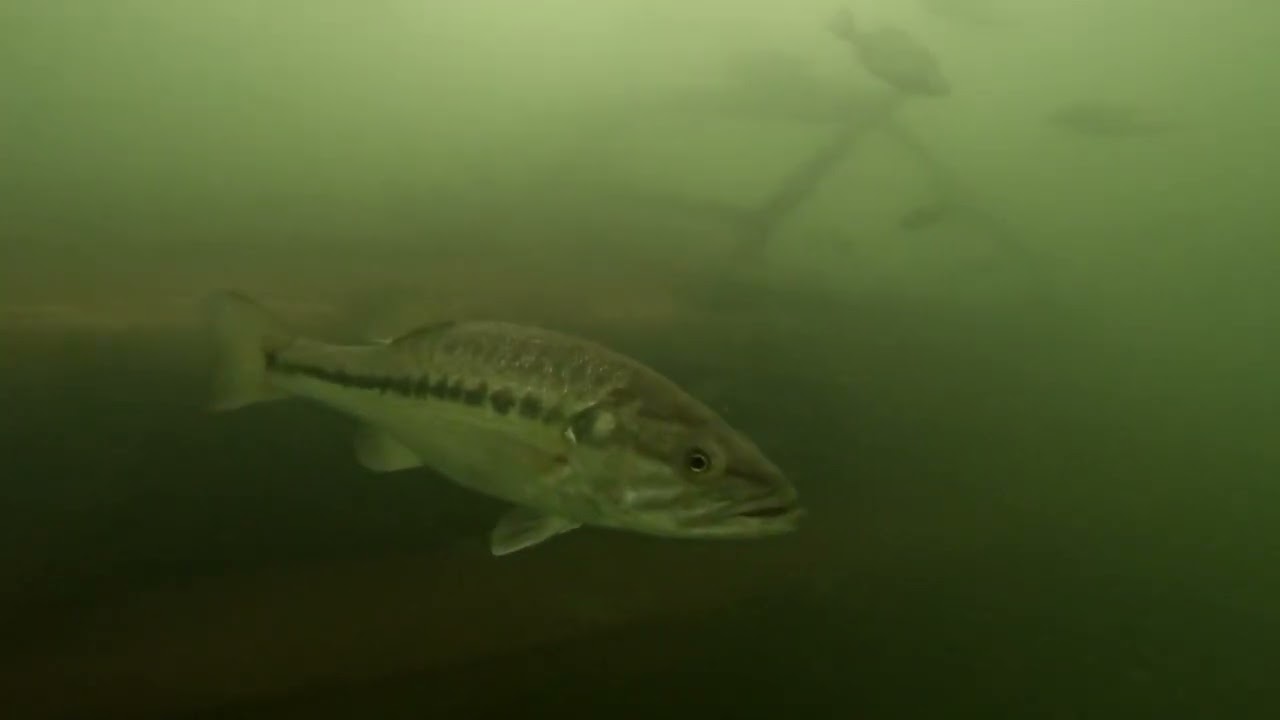 Lake Lanier Underwater Footage