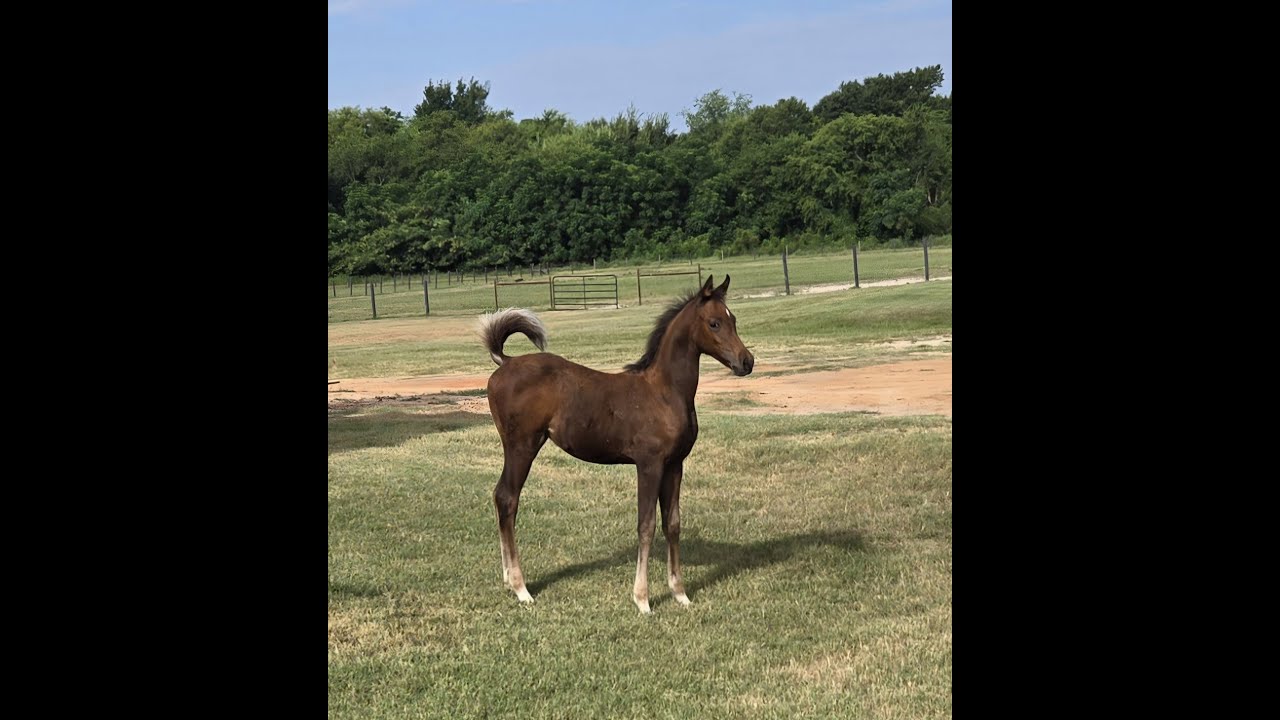 Purebred Arabian filly:  McKoy baby no. 2 at almost 3 months!